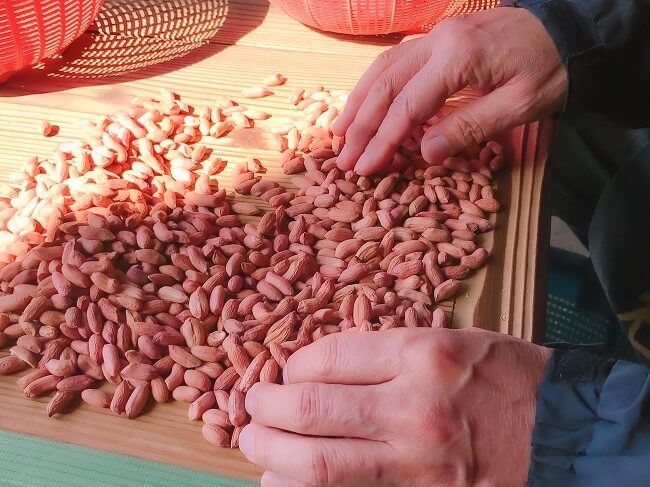 落花生を手作業で選別している様子