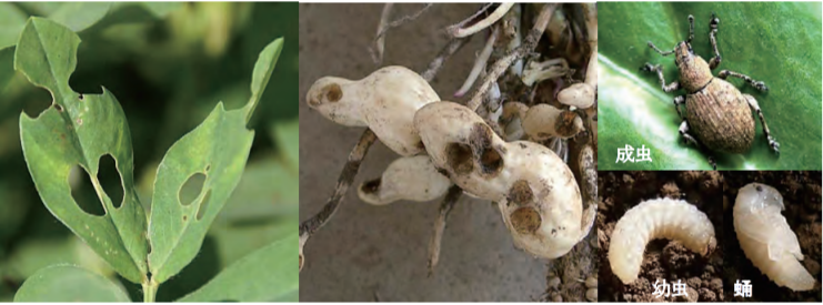 落花生栽培で注意したいヒョウタンゾウムシの成虫