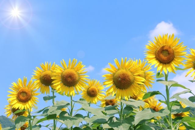 夏の車内で食品を保管するときの注意イメージ
