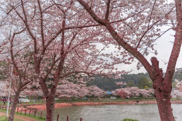 春の八鶴湖の湖畔に咲く桜