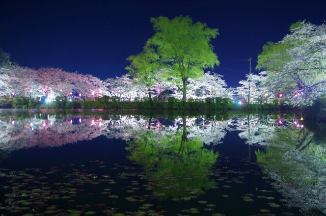 桜がライトアップされた夜の茂原公園