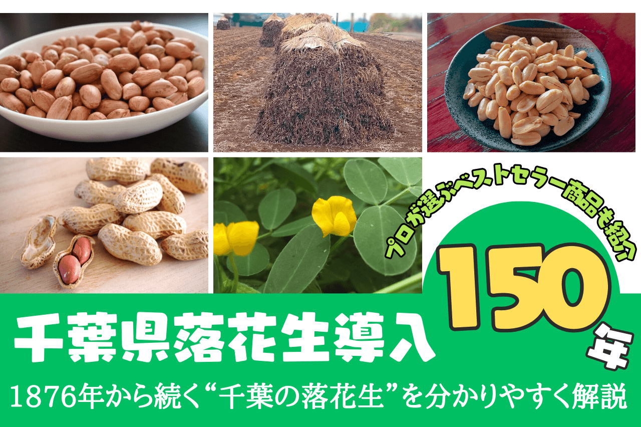 千葉県落花生導入150周年を紹介するイメージ