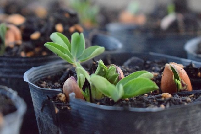 落花生の発芽.jpg